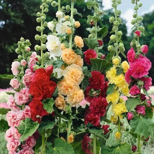 Imported Hollyhock